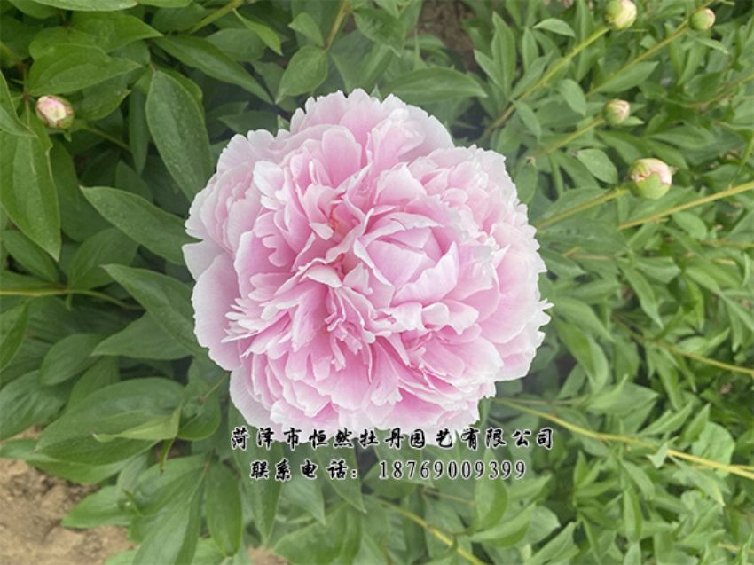 點(diǎn)擊查看詳細(xì)信息<br>標(biāo)題：進(jìn)口芍藥 閱讀次數(shù)：445