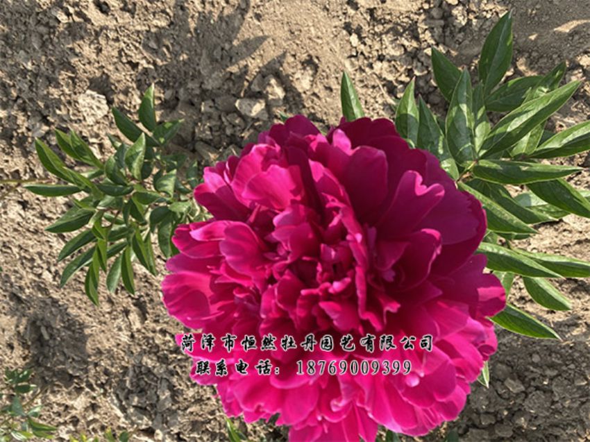 點(diǎn)擊查看詳細(xì)信息<br>標(biāo)題：進(jìn)口芍藥 閱讀次數(shù)：433