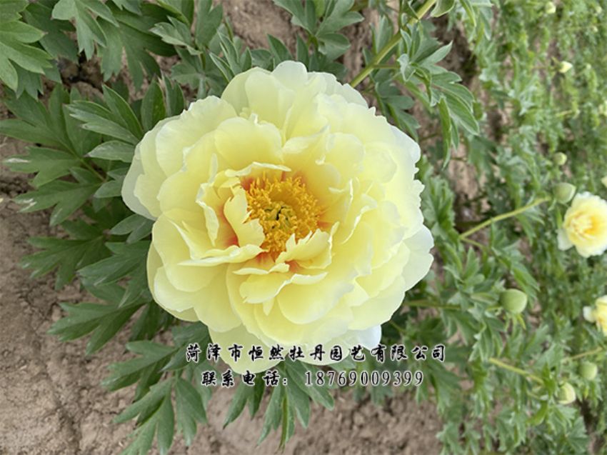 點(diǎn)擊查看詳細(xì)信息<br>標(biāo)題：進(jìn)口芍藥 閱讀次數(shù)：425