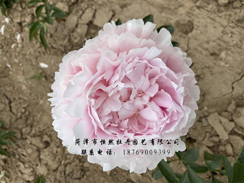 點(diǎn)擊查看詳細(xì)信息<br>標(biāo)題：進(jìn)口芍藥 閱讀次數(shù)：439