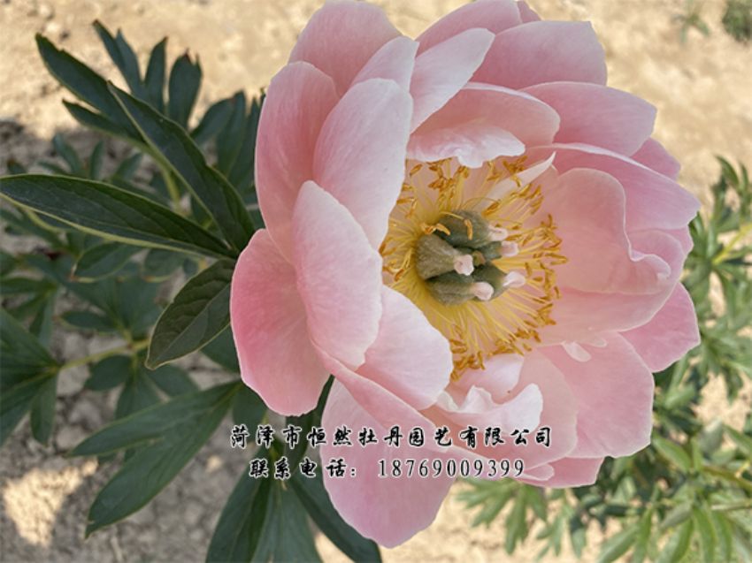 點(diǎn)擊查看詳細(xì)信息<br>標(biāo)題：進(jìn)口芍藥 閱讀次數(shù)：440