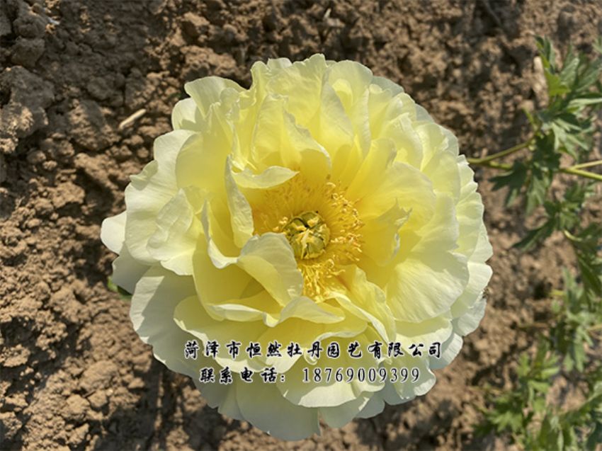 點(diǎn)擊查看詳細(xì)信息<br>標(biāo)題：進(jìn)口芍藥 閱讀次數(shù)：430