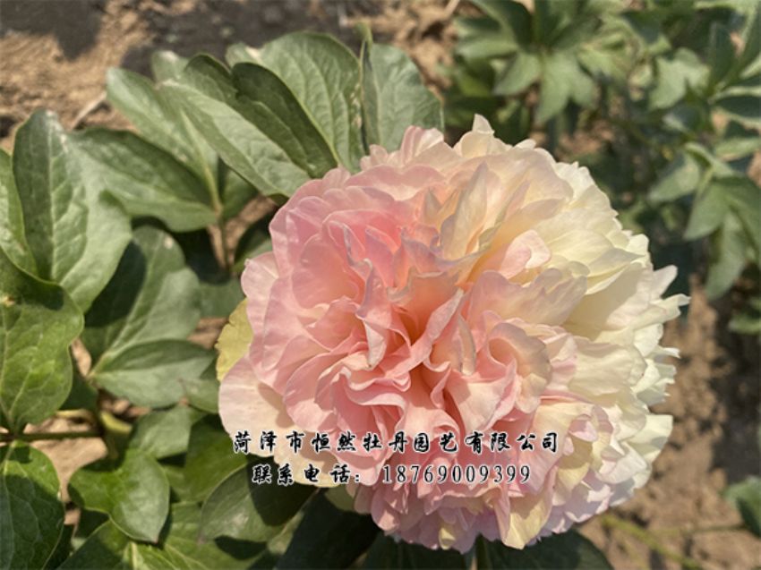 點(diǎn)擊查看詳細(xì)信息<br>標(biāo)題：進(jìn)口芍藥 閱讀次數(shù)：458